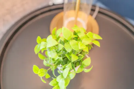 tb9swkcjvhoplpvziaha